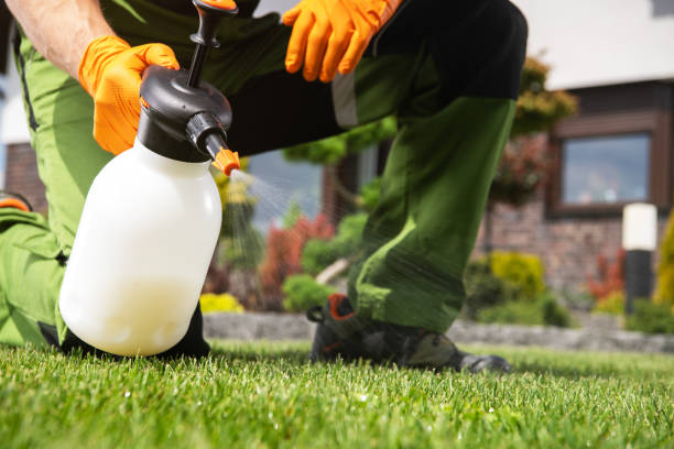 Best Wasp Removal Services  in Bells, TN