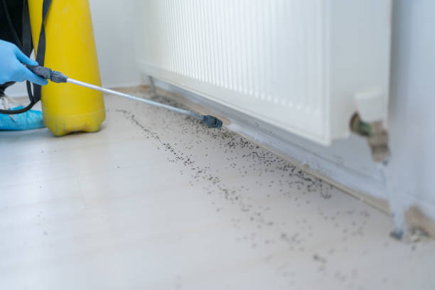 Best Cockroach Control Services  in Bells, TN
